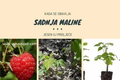 Jesen ili proljeće - Kada je bolje saditi malinu?