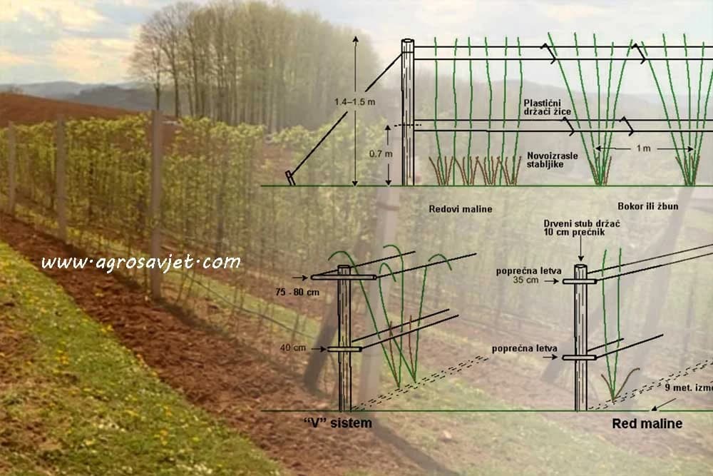 Načini sađenja i sistemi gajenja maline