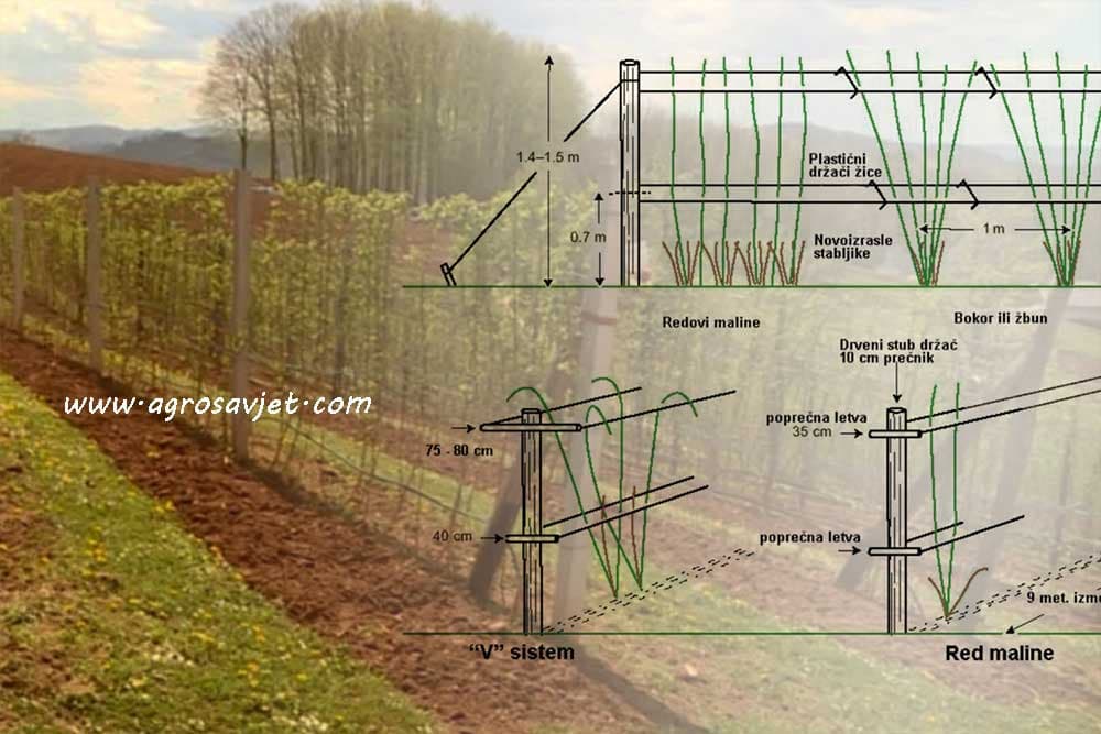 Načini sađenja i sistemi gajenja maline