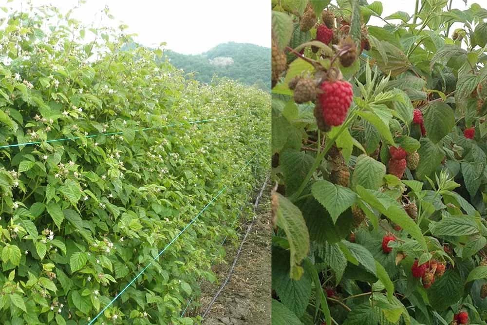 Izbor mjesta i položaja za malinjak