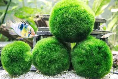 Marimo loptice - Čudesne dekorativne vodene biljke