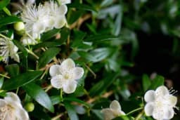 MIRTA - Biljka koju morate imati u svom vrtu