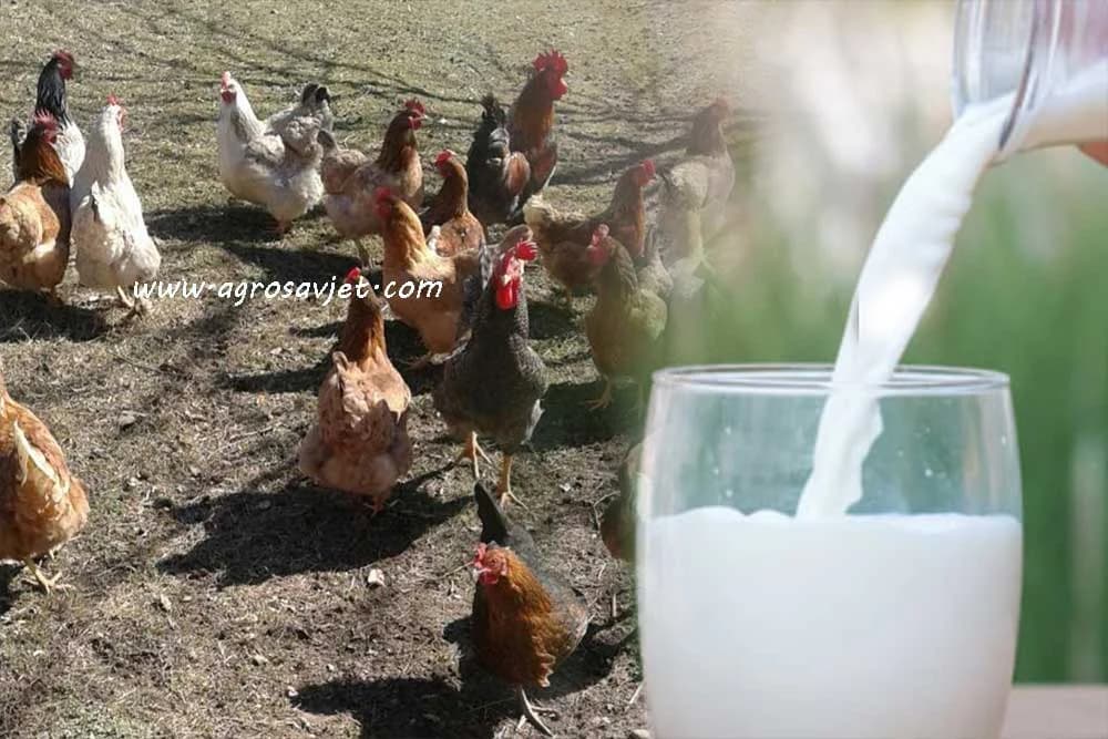 mlijeko u ishrani živine