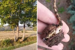 Razmnožavanje oraha sjemenom