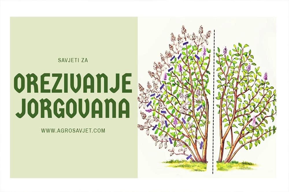 Orezivanje jorgovana