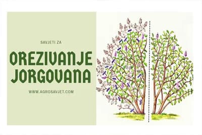 Orezivanje jorgovana