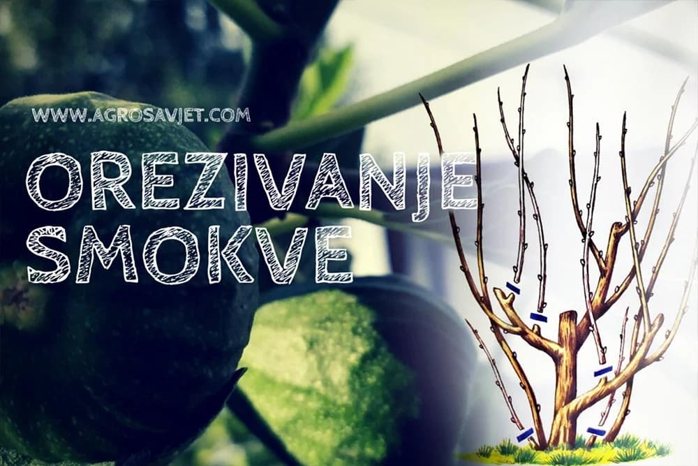 Orezivanje smokve