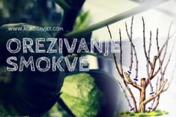 Orezivanje smokve - Pravila koja morate poštovati za visok prinos