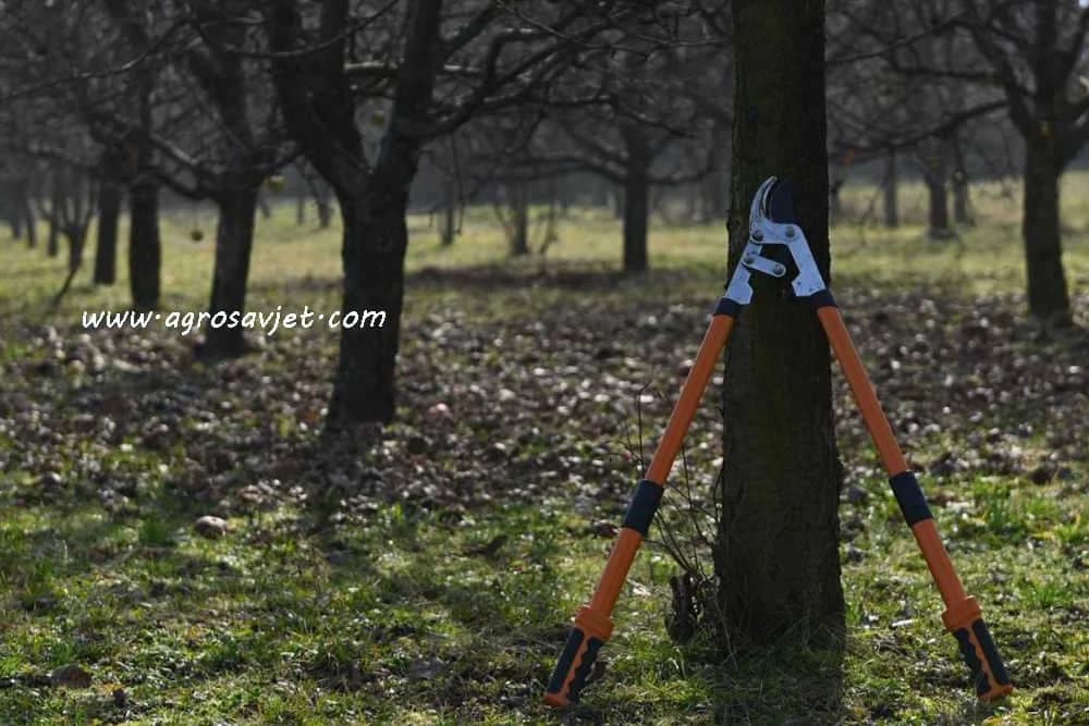 Ovo je šest najčešćih grešaka pri orezivanju voćki - Izbjegnite ih!