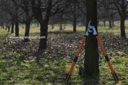 Orezivanje kruške - Kada i kako se obavlja?