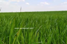 Prva faza razvoja pšenice zahtijeva puno fosfora