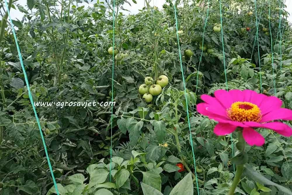 Paradajz