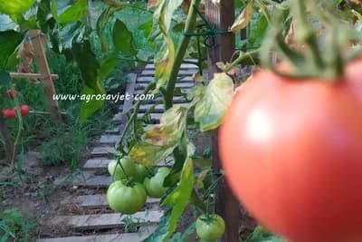 Kako da vaše povrće lakse podnese vrućine