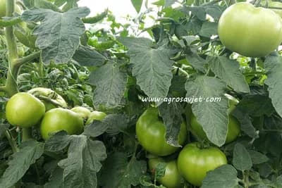 Paradajz sadite sa bosiljkom, grašak što dalje od luka