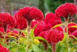 PIJETLOVA KRIJESTA - Biljka sa stotinu šarenolikih cvjetova