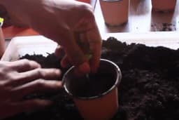 Pikiranje rasada - Kada je pravo vrijeme i kako se izvodi