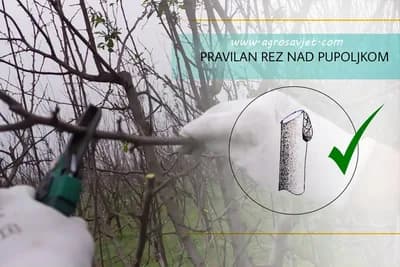 Pravilno prikraćivanje ljetorasta tokom rezidbe