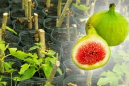 Načini razmnožavanja smokve