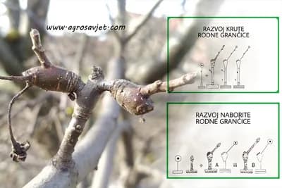 Rodne grančice jabučastog voća - Slikovit prikaz!