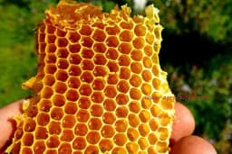 Kako se pravilno koristi SAĆE?