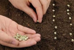 Koliko sjemena je dovoljno po rupi ili saksiji