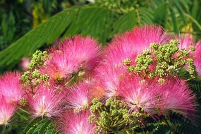 Svileno drvo - Kako da gajite omiljenu vrtnu biljku svakog baštovana