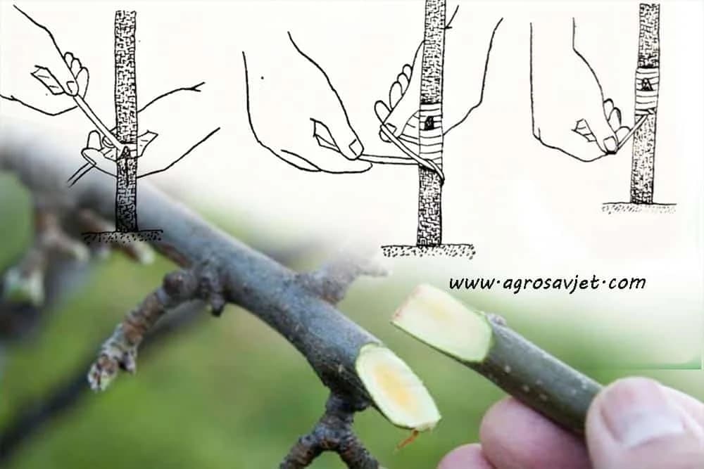 Tehnike vezivanja kalema!