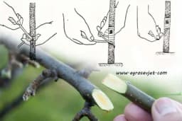 Tehnike vezivanja kalema!