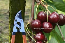 Kada i kako da orezujete TREŠNJU s krošnjom prostornog oblika?