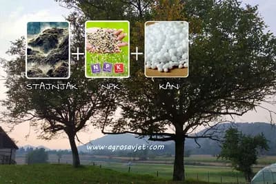 Za visoke prinose orah se mora đubriti - Evo i kako!