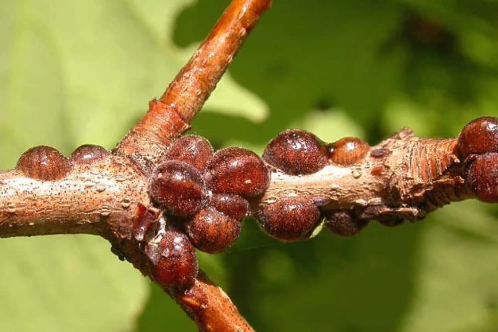 šljivina štitasta vaš