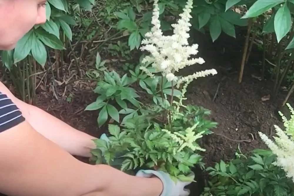 Astilbe ciklama