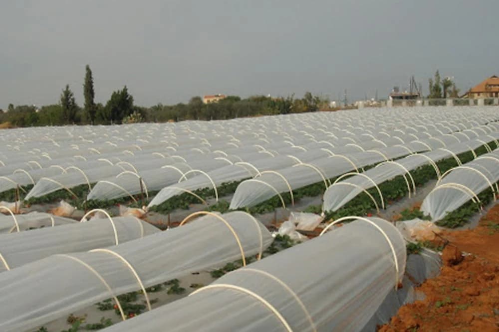 GAJENJE JAGODE U PVC TUNELIMA