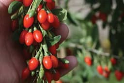 GODŽI BOBICE - Proljetna i ljetna sadnja popularne i veoma zdrave biljke