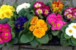 Dobile ste ih za 8. mart - Koje sorte jagorčevine će uspijevati u bašti