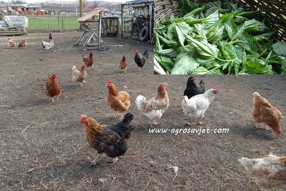 ISHRANA ŽIVINE KOPRIVOM