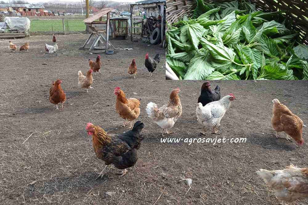 ISHRANA ŽIVINE KOPRIVOM