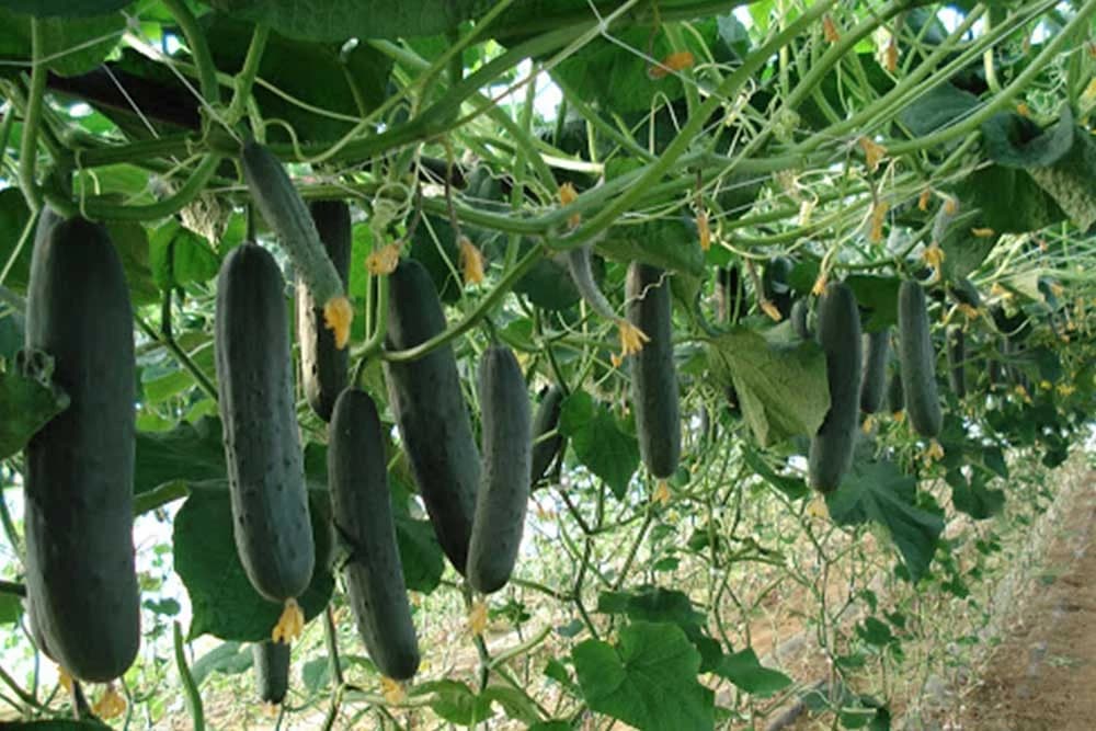 ĐUBRENJE KRASTAVACA