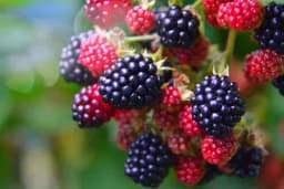 Cijena vraća vjeru u kupinu