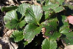 LISNA PJEGAVOST - Kako suzbiti najčešću i najopasniju bolest JAGODE?