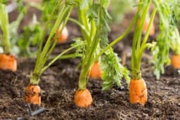 Prednosti proizvodnje rane mrkve!