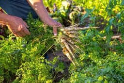 Sve što treba da znate o SJETVI PERŠUNA - Vrijeme, mjesto, đubrenje, njega