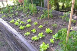 Povišene gredice – Da li se isplati ova investicija i koje su njene prednosti?