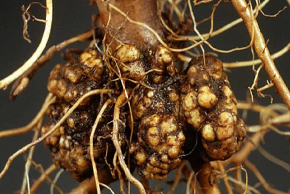 Rak korijena voćaka i vinove loze