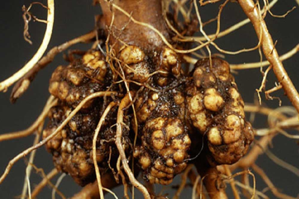 Rak korijena voćaka i vinove loze