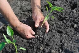Rasađivanje rasada - Pravilna sadnja na otvoreno polje ili u zaštićen prostor