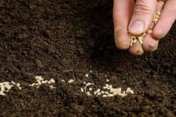 Priprema sjemena za sjetvu za brzo i ujednačeno nicanje