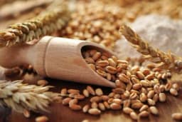 PIR ili SPELTA - Po čemu se ova izuzetna žitarica razlikuje od pšenice?