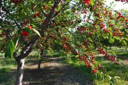 KOJE VOĆE DONOSI NAJVEĆU ZARADU?