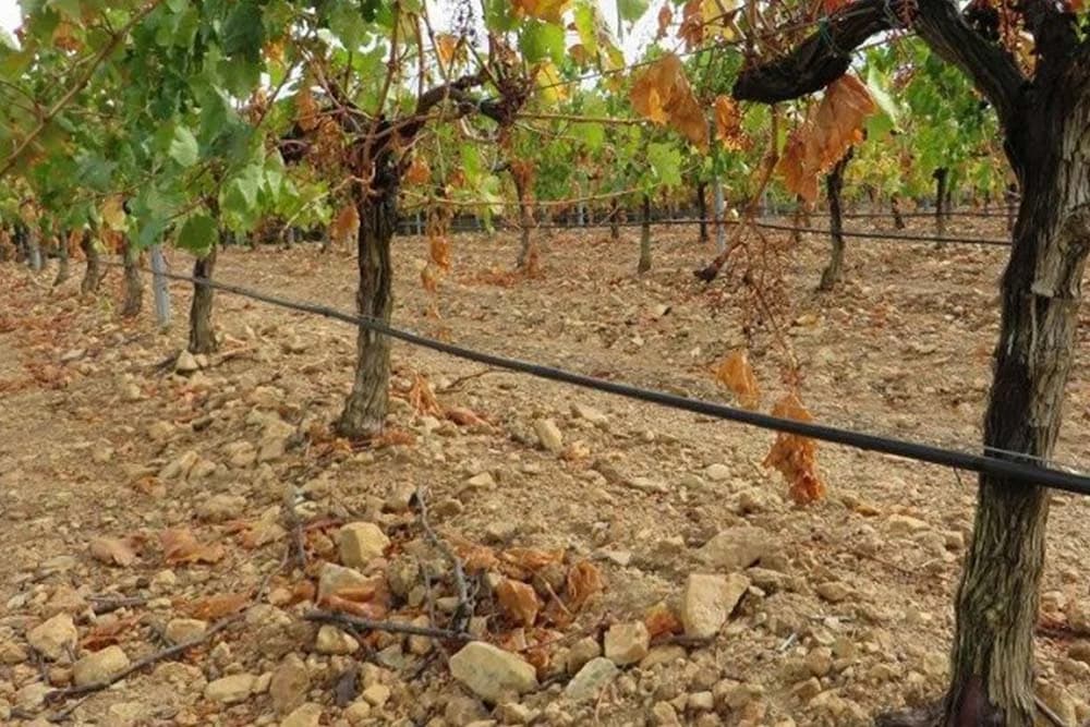 ZEMLJIŠTE-U-VINOGRADU